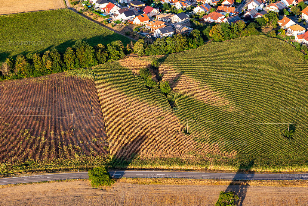 Luftbild: Trockenschäden im Maisfeld in Leimersheim im Bundesland Rheinland-Pfalz in Deutschland. Foto: IMG_122278.jpg vom 15.08.2020 durch Werner Riehm/FLY-FOTO.de