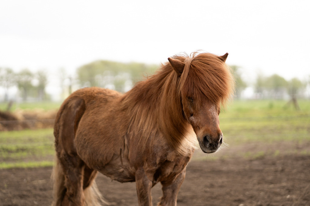 Pony | photography by friederike - Realisiert mit Pictrs.com