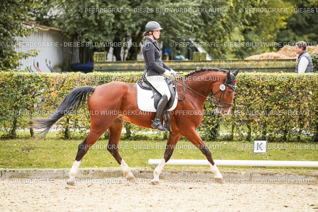 DSC03274 | Pferdegrafie