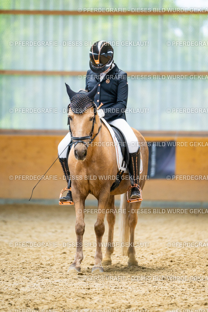 DSC09287 | Pferdegrafie