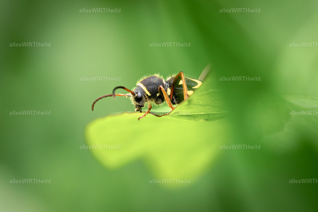 schüchtern | Entdecke die faszinierende Welt der Natur- und Wildlife-Fotografie von Daniel und Bärbel. Inspirierende Bilder von wilden Tieren und kleinen Naturwundern.
