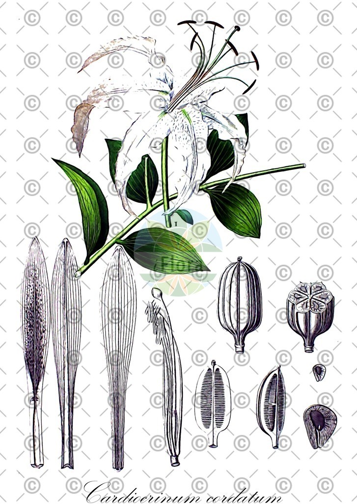 HistAbb_wfo-0000587831_1_ENZY_Simple | Historische Abbildung von Cardiocrinum cordatum - Liliaceae | Historical Illustration of Cardiocrinum cordatum - Liliaceae
