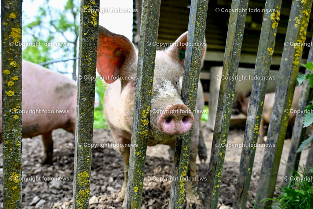 Thening_ Obstbauer Hirschvogel_ 07.05.2024-34 | 07.05.2024, Thening, AUT, Obstbauer Hirschvogel, im Bild Schweine, Freilandhaltung am Hof Hirschvogel