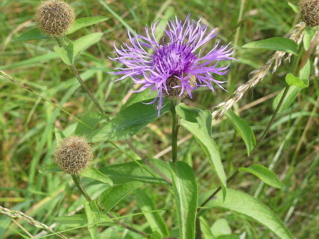 Flockenblume | Verkauf von Fotos und  Videoclips zumThema Natur.Motive sind Pflanzen, Tiere, Landschaftenund Wetter - Realisiert mit Pictrs.com