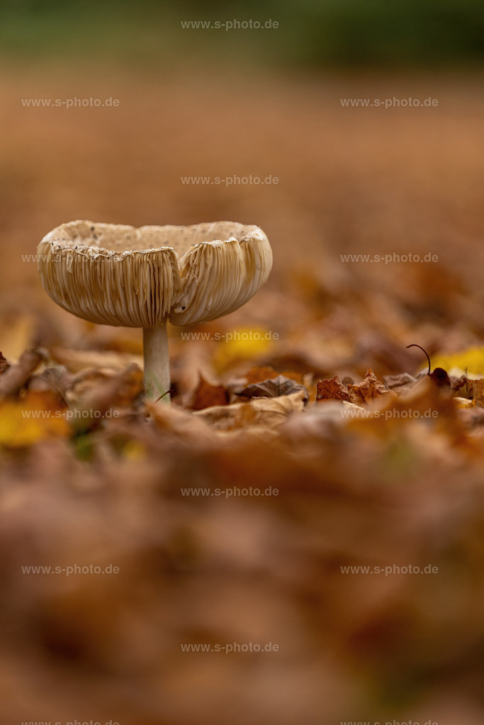 Regenschutz | ein schöner Herbstpilz - Realisiert mit Pictrs.com