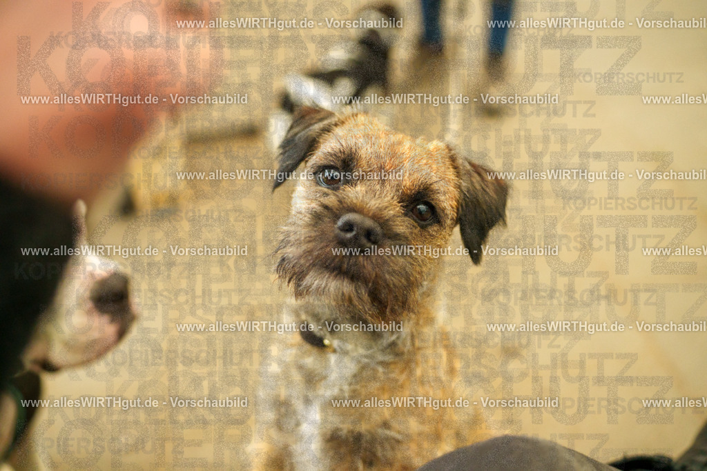 @allesWIRTHgut_Tierfotografie - www.allesWIRTHgut.de - 115955-7R508709 | Professionelle Tierfotografie in Mönchengladbach von Daniel Wirth (allesWIRTHgut). Liebevolle & natürliche Bilder von Hunden & Katzen für unvergessliche Erinnerungen.