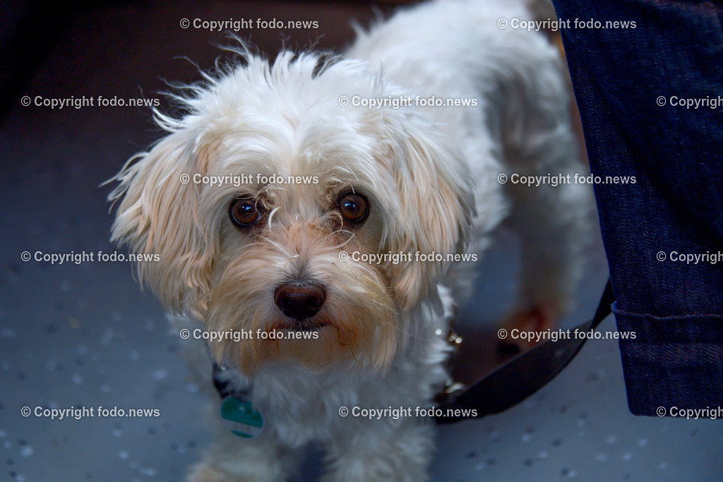 Hund_ Hunde_ 17.07.2025-11 | 17.07.2025, LINZ, AUT, Themenbild, im Bild Hund, Hunderasse, Malteser Hunderasse, die urspruenglich aus dem zentralen Mittelmeerraum stammt, Transport, Leine, Leinenpflicht, Symbolbild, Feature