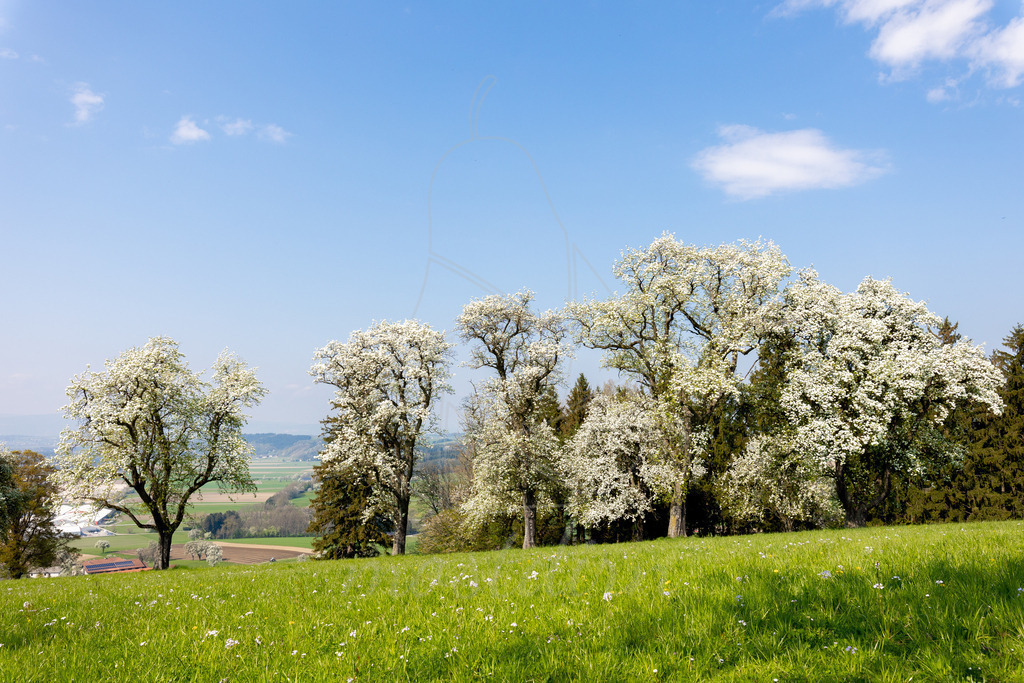 Birnbaumbluete_Mostviertel_best_Of_Mostdirn_Irmgard_Wieser-1627 | Ihre Fotografin im Lungau, ihre Fotografin im Mostviertel, Wandbilder Onlineshop, Imagefotos für Ihr Unternehmen,  - Realisiert mit Pictrs.com