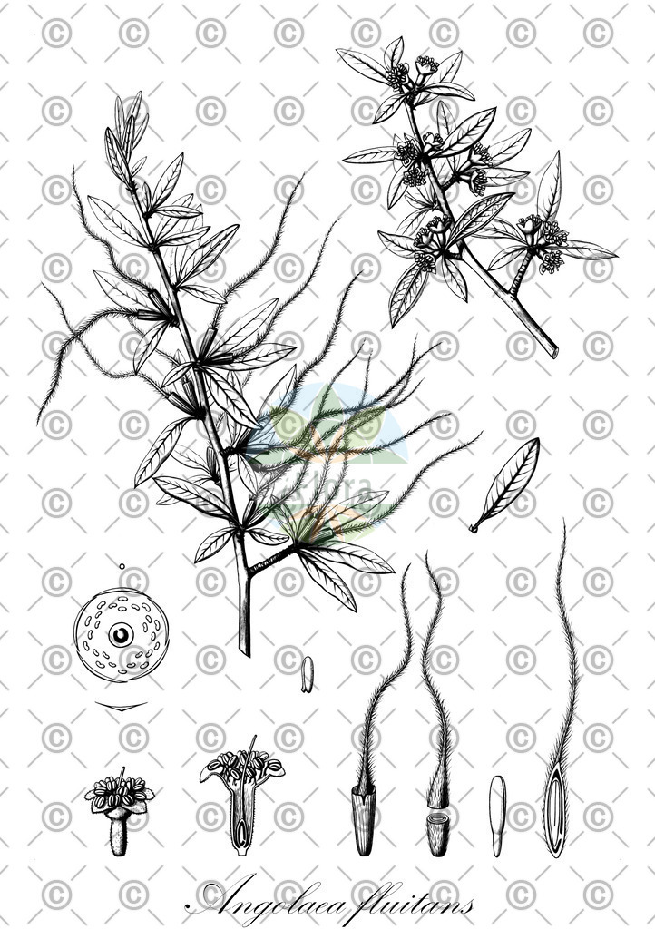 HistAbb_wfo-0000536542_453_ENZY_Simple | Historische Abbildung von Angolaea fluitans - Podostemaceae | Historical Illustration of Angolaea fluitans - Podostemaceae