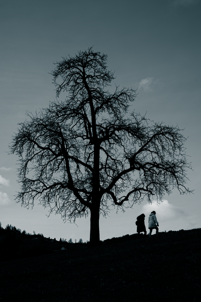 Der Baum | Ich bin ein Fotograf aus Berlin und fotografiere aus Spaß an der Freude :) Meinen Motiven setze ich keine thematischen Grenzen. Somit bin ich beispielsweise in der Tierfotografie, Landschaftsfotografie, Sportfotografie sowie Streetphotography anzutreffen.