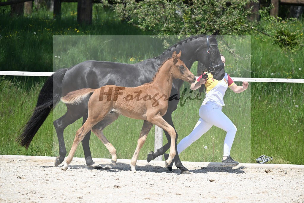 Feliciano x Don Primero_HF_Schuster_10250698 | hf-fotografie - Realisiert mit Pictrs.com