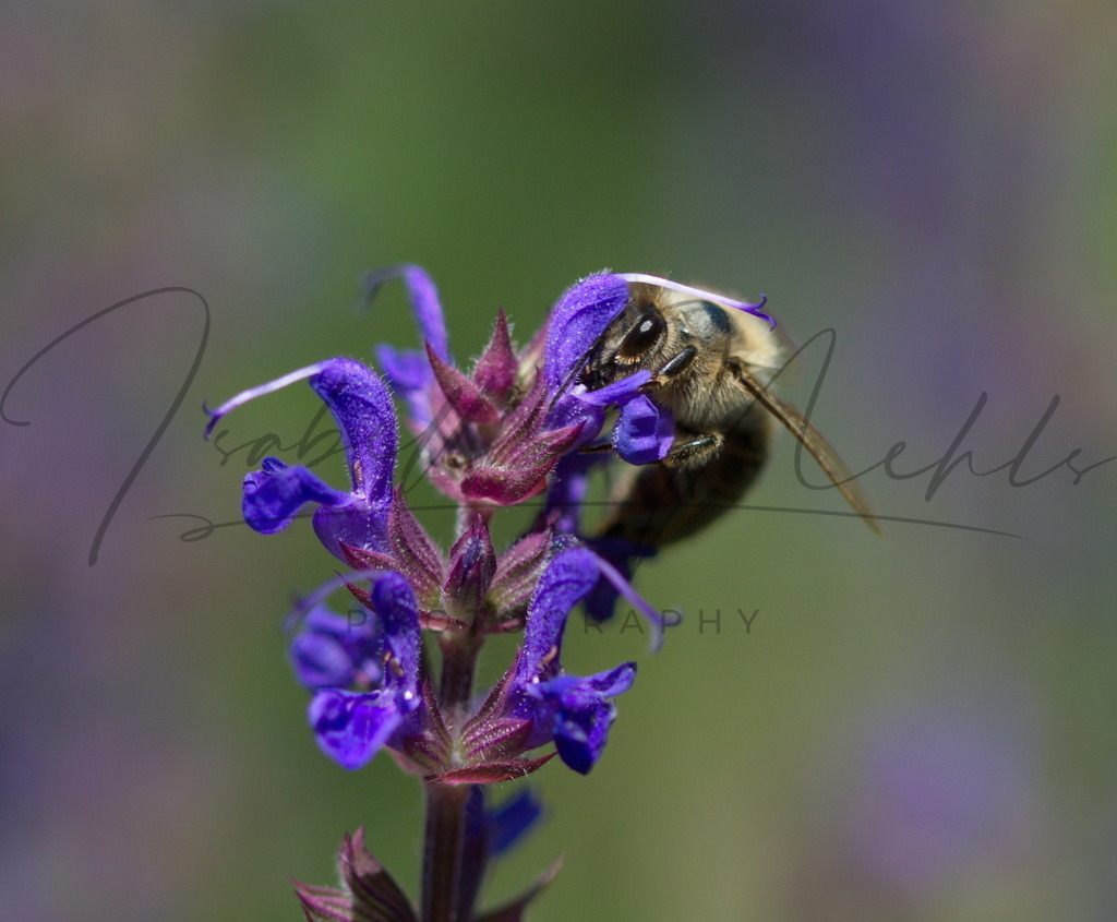 138_Biene | i-n-photography - Realisiert mit Pictrs.com