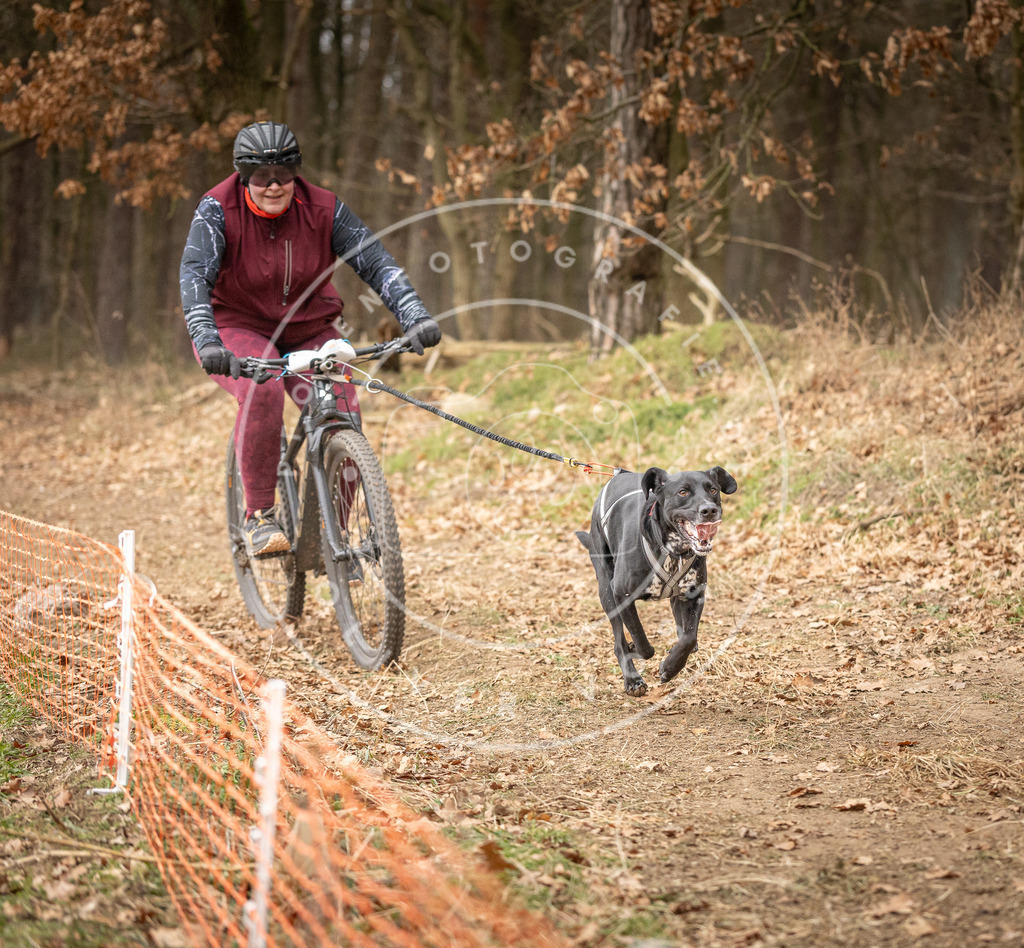 Pfotenfotografie_DV3A3359 | Hundefotografie, Tierfotograf, Pfotenfotografie, Fotoshooting Hund, Hunde Portrait, Hundesport, Hundeportraits, Heideshooting, Hunde, Sportfotograf, Hundefotograf, Turnierhundsport, THS,  - Realisiert mit Pictrs.com
