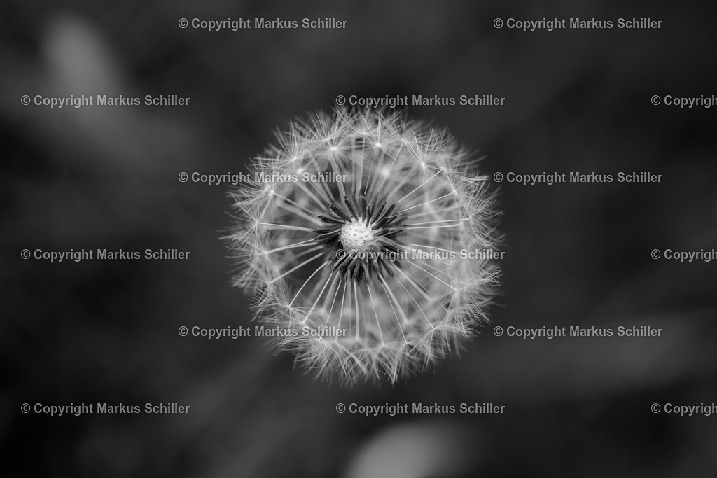 Löwenzahn Pusteblume | markus-schiller - Realisiert mit Pictrs.com