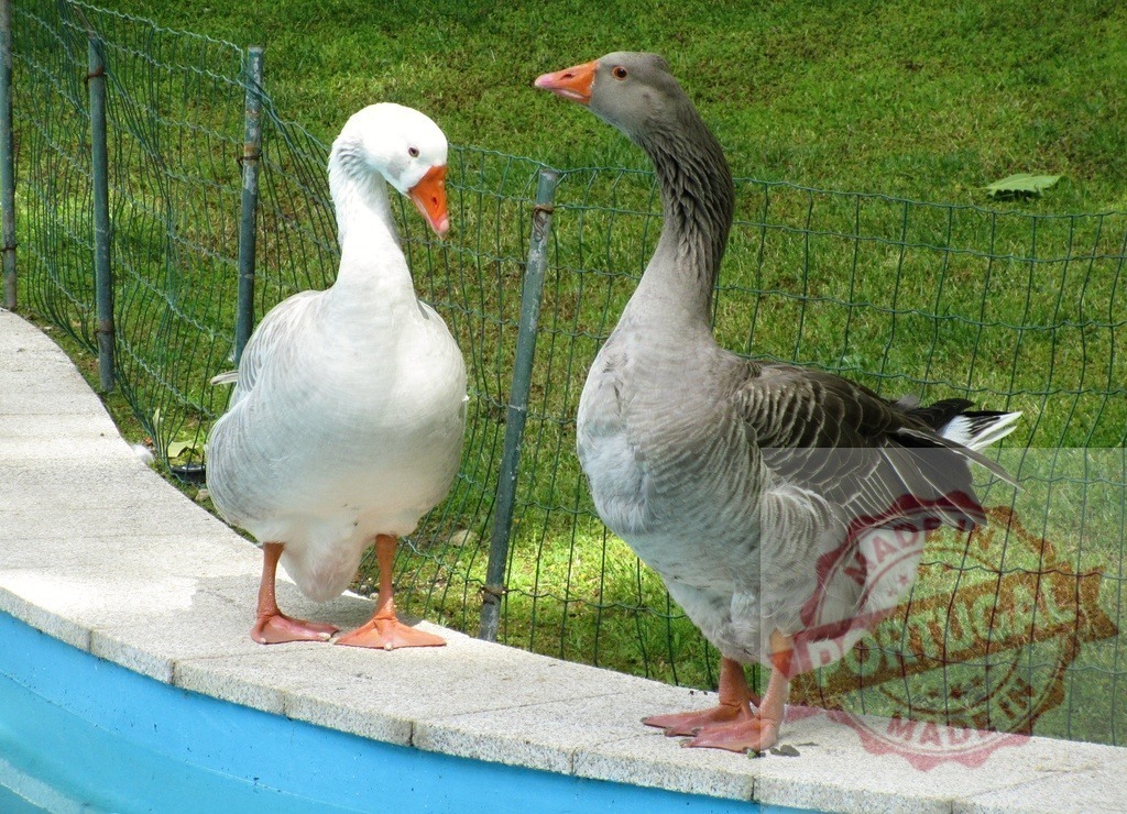 Two geese standing on edge of swimming pool | Two white and grey geese standing on the concrete edge next to a blue swimming pool - Realized with Pictrs.com
