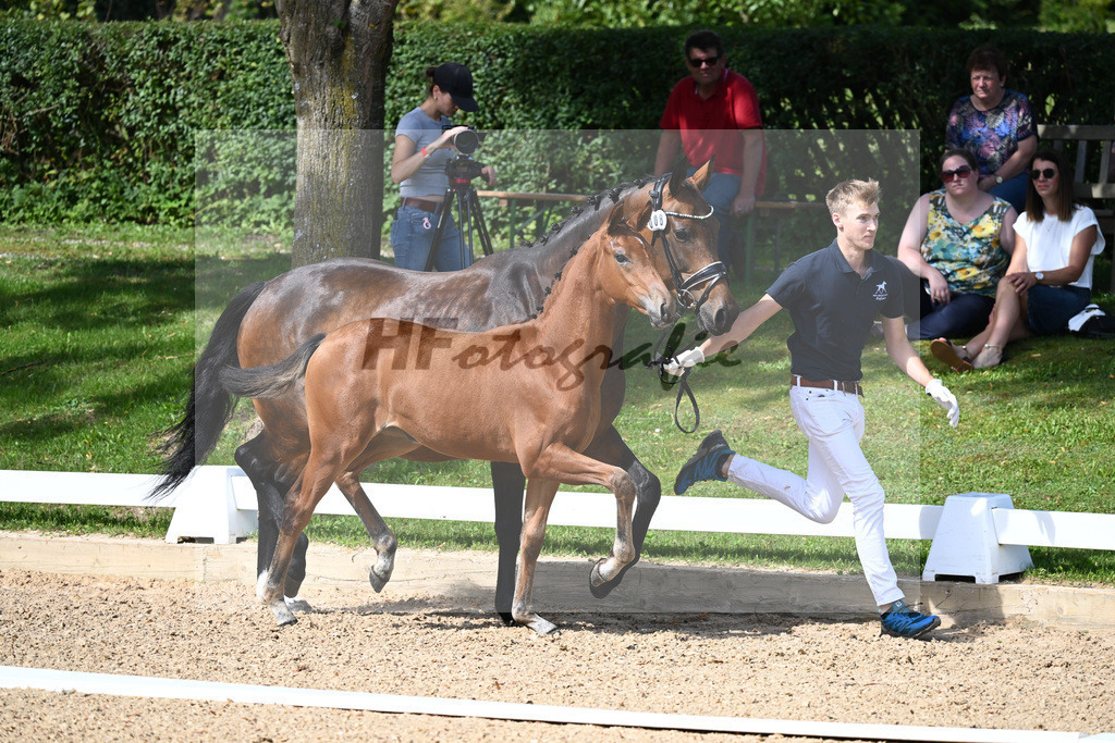 Kat-Nr. 8 SF DSP Va Bene x Ampere_Reglauer_27230169 | hf-fotografie - Realisiert mit Pictrs.com