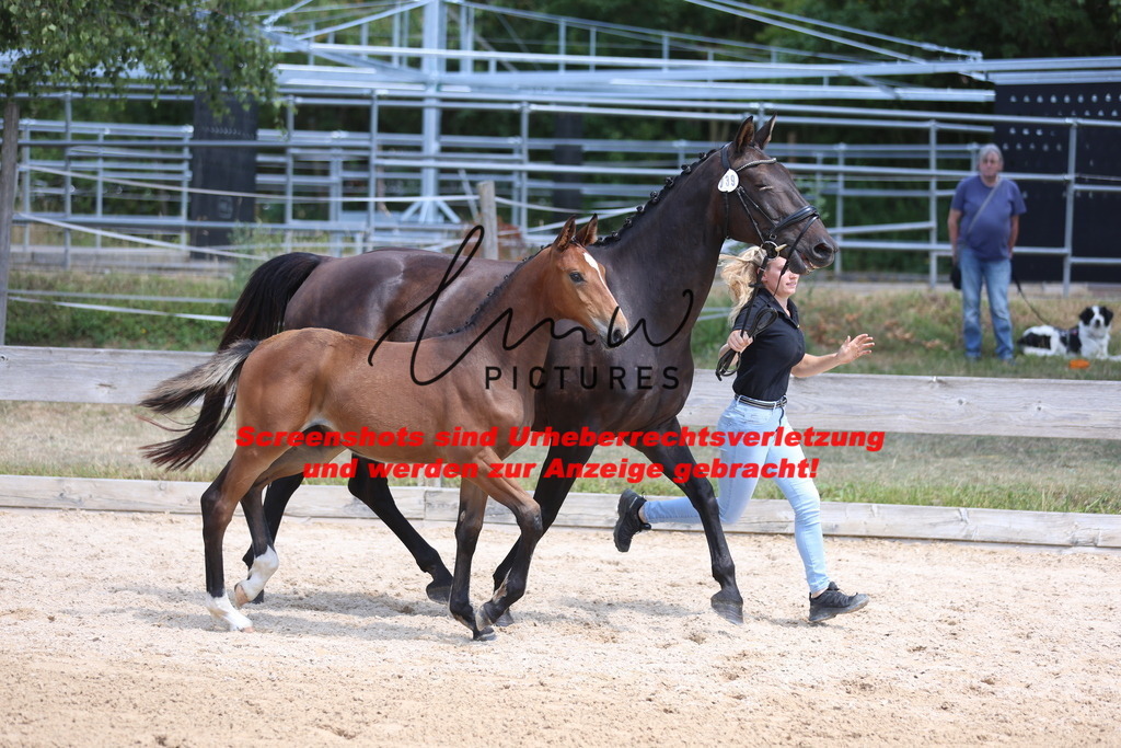 Fohlenschau_Schwäbisch_Hall_springbetonte_Fohlen_KN 39_8 | lmwpictures - Realisiert mit Pictrs.com