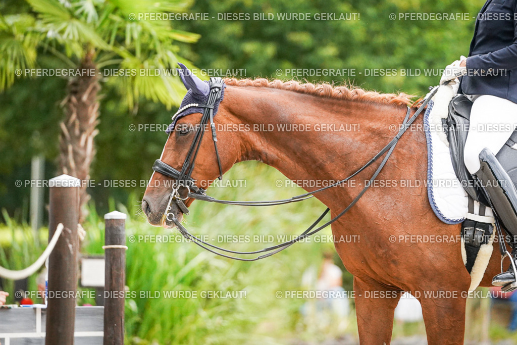 DSC09269 | Pferdegrafie