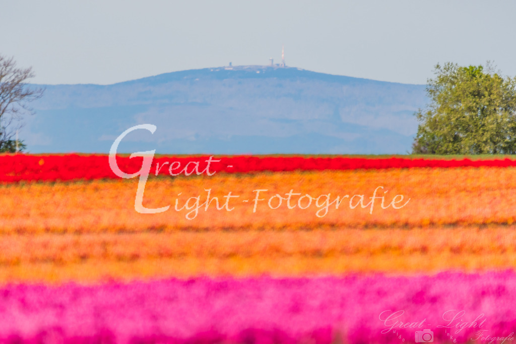 DSC_3950 | Great-Light Fotografie - Realisiert mit Pictrs.com