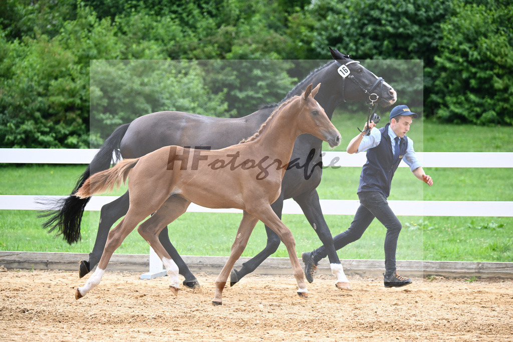 Kat-Nr. 16 Valenziano x Dinamic_HLG Schwaiganger_27140592 | hf-fotografie - Realisiert mit Pictrs.com
