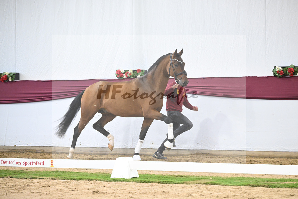 Kat-Nr. 116 Fusionist x Brentano II_Frederik Vekens_47253878 | hf-fotografie - Realisiert mit Pictrs.com