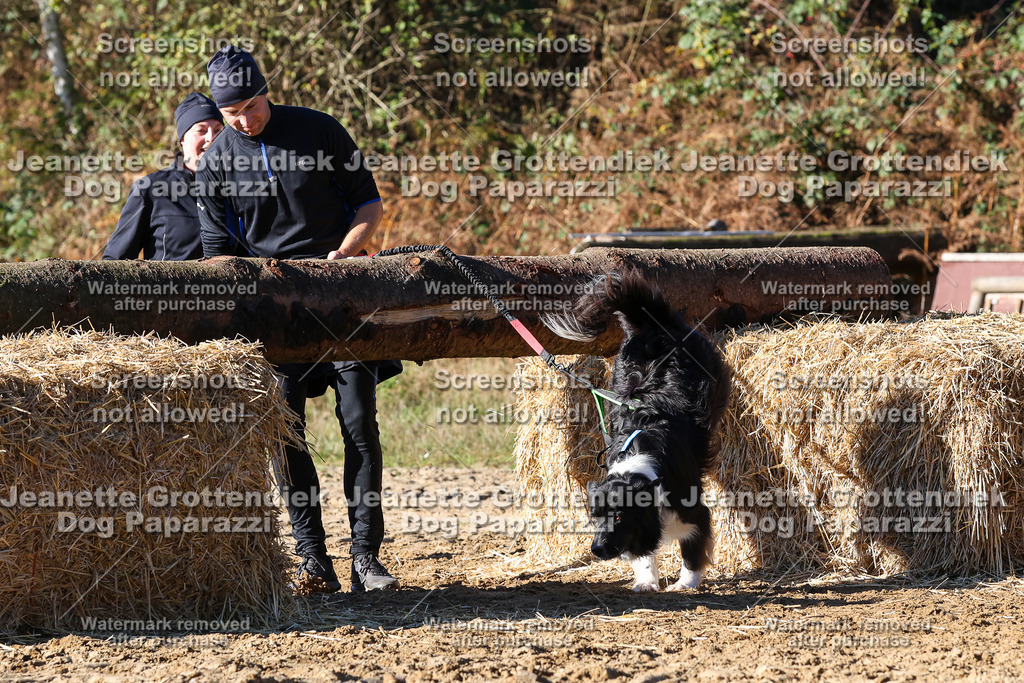 Dog Paparazzi - Strongdog 10-25-2103 | Dog Paparazzi Jeanette Grottendiek Fotografie & Videografie - Realisiert mit Pictrs.com
