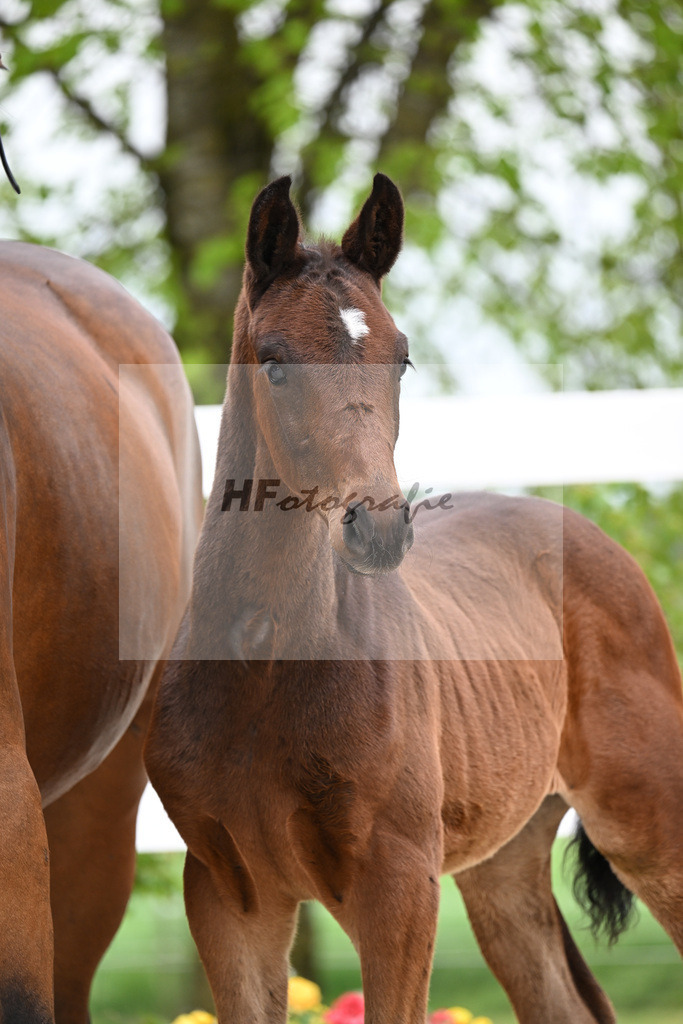 Kat-Nr. 28 HF Fair Deal x Dante Weltino_Locher_23260980 | hf-fotografie - Realisiert mit Pictrs.com