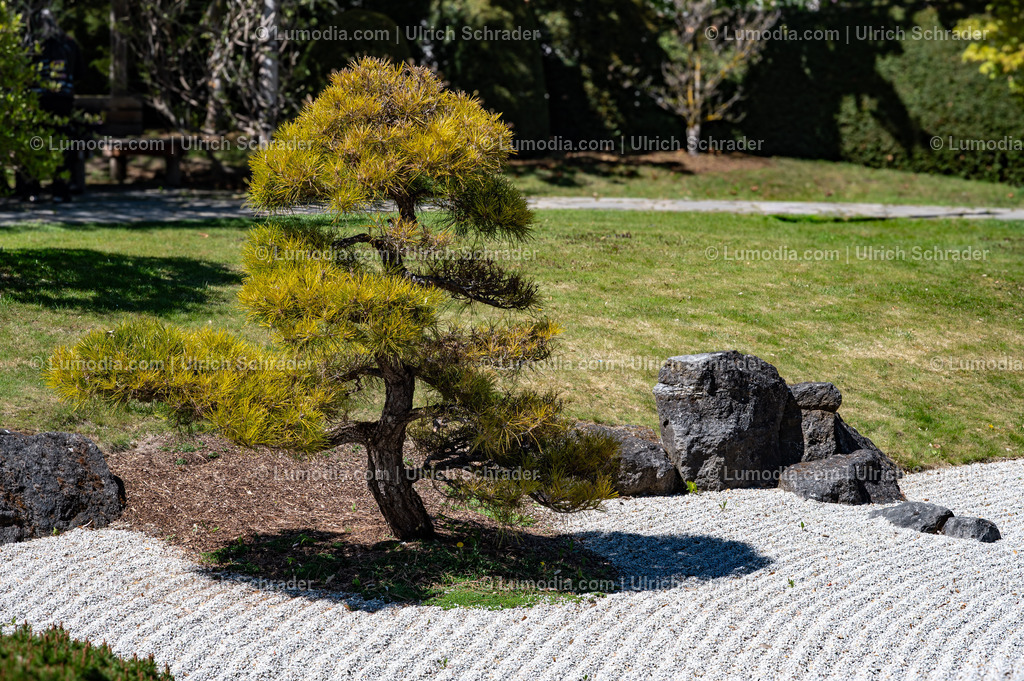10049-14028 - Japanischer Garten in Bad Langensalza | Stockfoto und Bilderpool mit Bildmaterial aus Deutschland, dem Harz, Halberstadt, Quedlinburg, Wernigerode und weltweit. Qualitativ hochwertige und professionelle Fotos anschauen und kaufen. - Realisiert mit Pictrs.com