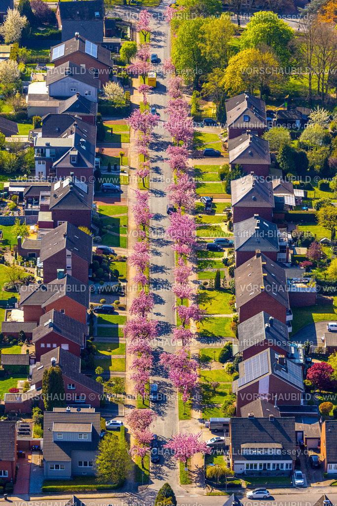 Hamm260400751Bockum-Hoevel | Luftbild, Kirschblüten Bäume, Carl-Goerdeler-Straße, Reihenhaus-Wohnsiedlung, Bockum-Hövel, Hamm, Ruhrgebiet, Nordrhein-Westfalen, Deutschland