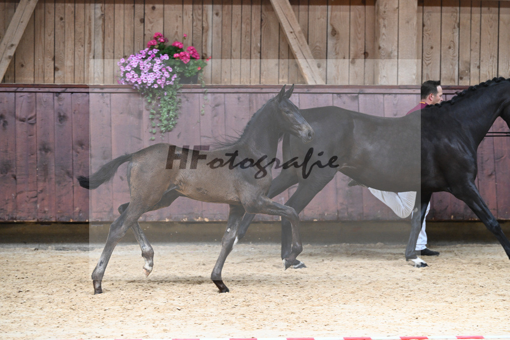 Kat-Nr. 21 HF Va Pensiero_Albert_26230290 | hf-fotografie - Realizzato con Pictrs.com