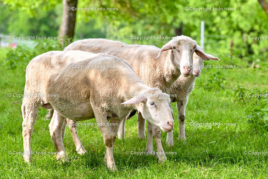 Bauernhof_ Landwirtschaft_ 08.05.2024-5 | 08.05.2024, Thening, AUT, Landwirtschaft, Bauernhof, im Bild Schafe, Schaf, Lamm, Bock, Tiere, Nutztiere, Freilandhaltung