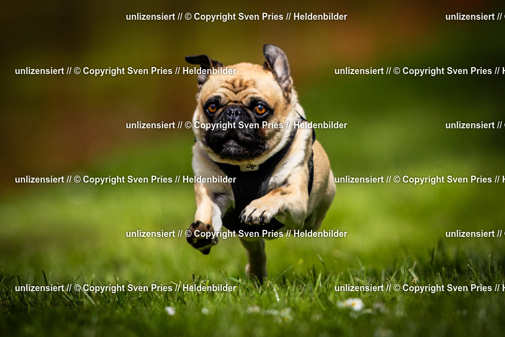 Sven Pries | 2025-04-13 - Hunderennen Baden-Baden - Realisiert mit Pictrs.com