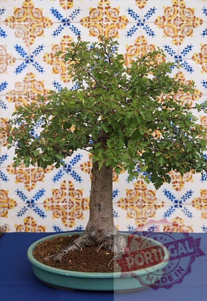 Bonsai tree in pot against traditional Azulejos tiles | Bonsai tree growing in a green pot on a blue surface, against a background of patterned Azulejos tiles - Realized with Pictrs.com