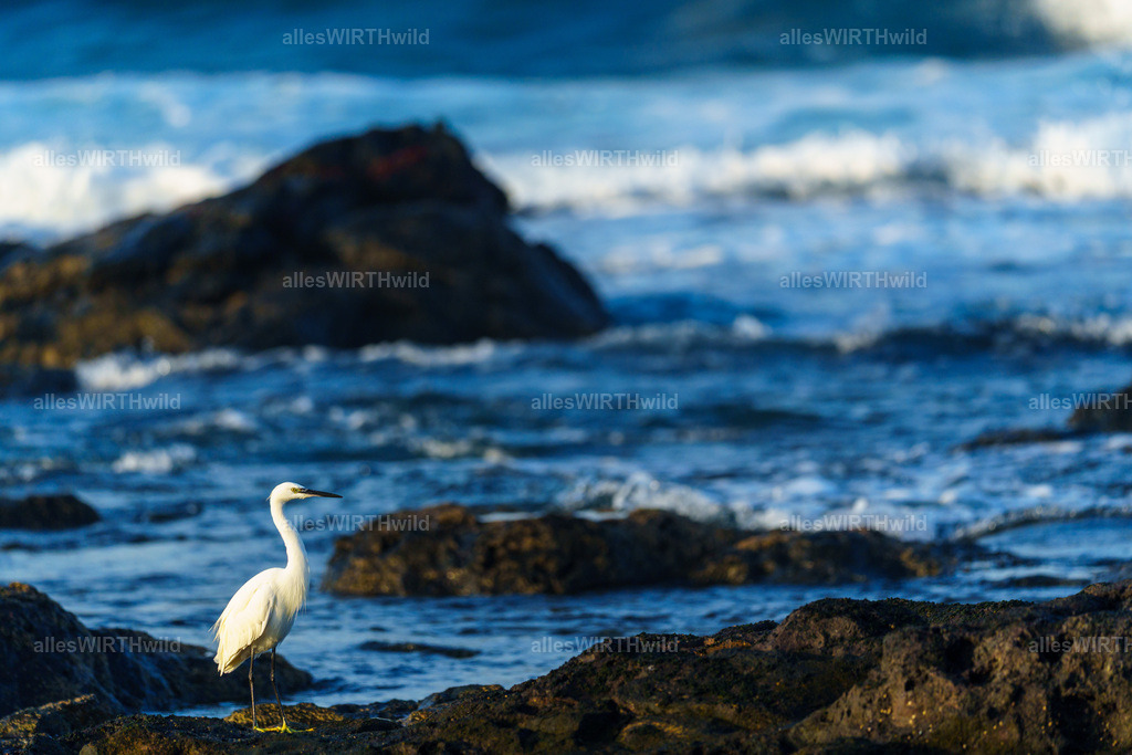 allesWIRTHgut Tierfotografie - allesWIRTHgut.de - 7IV02046 | Entdecke die faszinierende Welt der Natur- und Wildlife-Fotografie von Daniel und Bärbel. Inspirierende Bilder von wilden Tieren und kleinen Naturwundern.