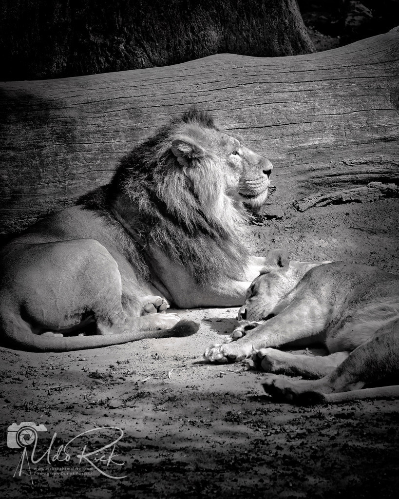 Leo1 | Entdecken Sie Fotografie aus Leidenschaft: Auftragsfotografie, HD-Fotos, Geschenkartikel aus Ihren Bildern und vieles mehr. Beauftragen Sie uns für besondere Momente!