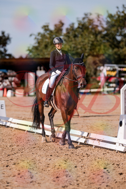 2026_10_03_Siefer-Hof_130250_Z81_57847925 | Professionelle Reitsport-, Turnier- und Eventfotografie von Robert Broda. Galerien mit ausgewählten und bearbeiteten Bildern direkt online ansehen und bestellen.
