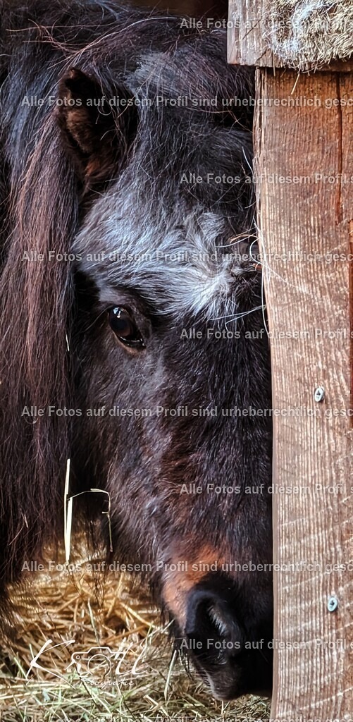 Photo_1738440956233_2 | krollfotografie - Realisiert mit Pictrs.com