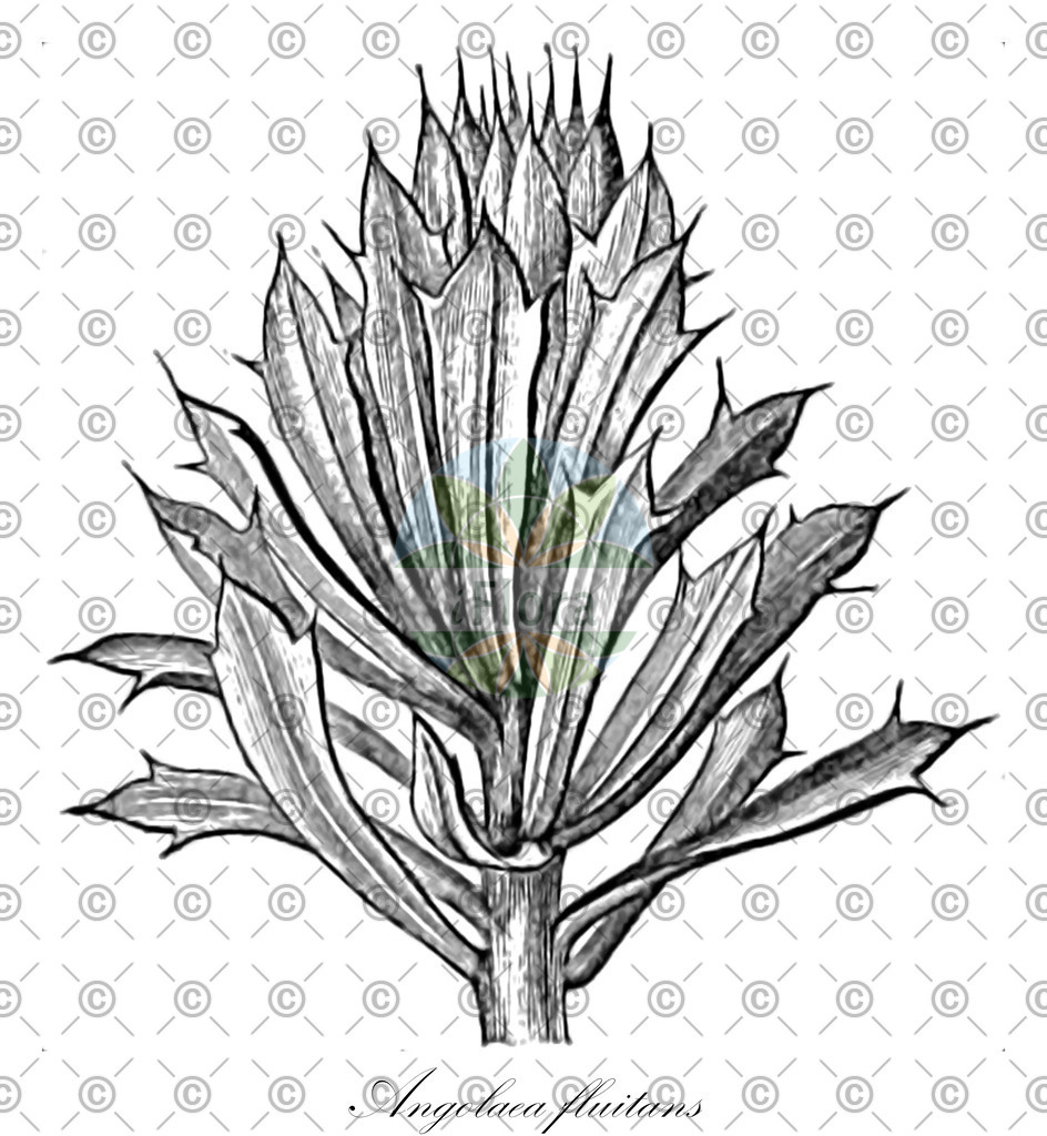 HistAbb_wfo-0000536542_121_ENZY_Simple | Historische Abbildung von Angolaea fluitans - Podostemaceae | Historical Illustration of Angolaea fluitans - Podostemaceae