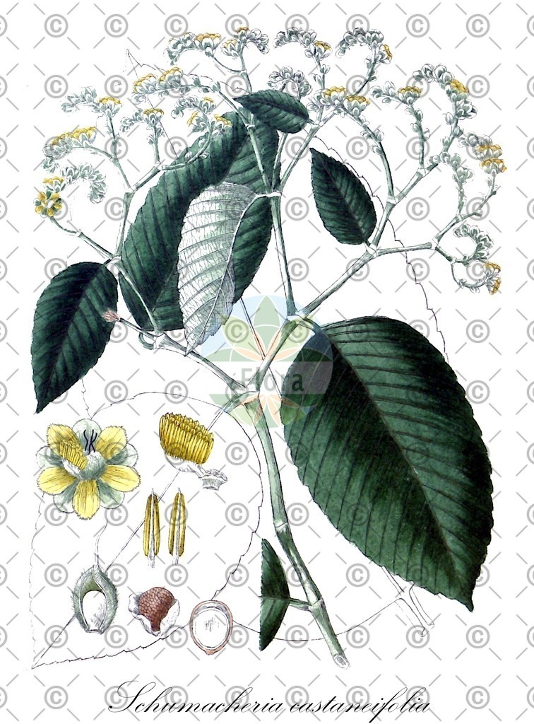 HistAbb_wfo-0001078895_1_ENZY_Simple | Historische Abbildung von Schumacheria castaneifolia - Dilleniaceae | Historical Illustration of Schumacheria castaneifolia - Dilleniaceae