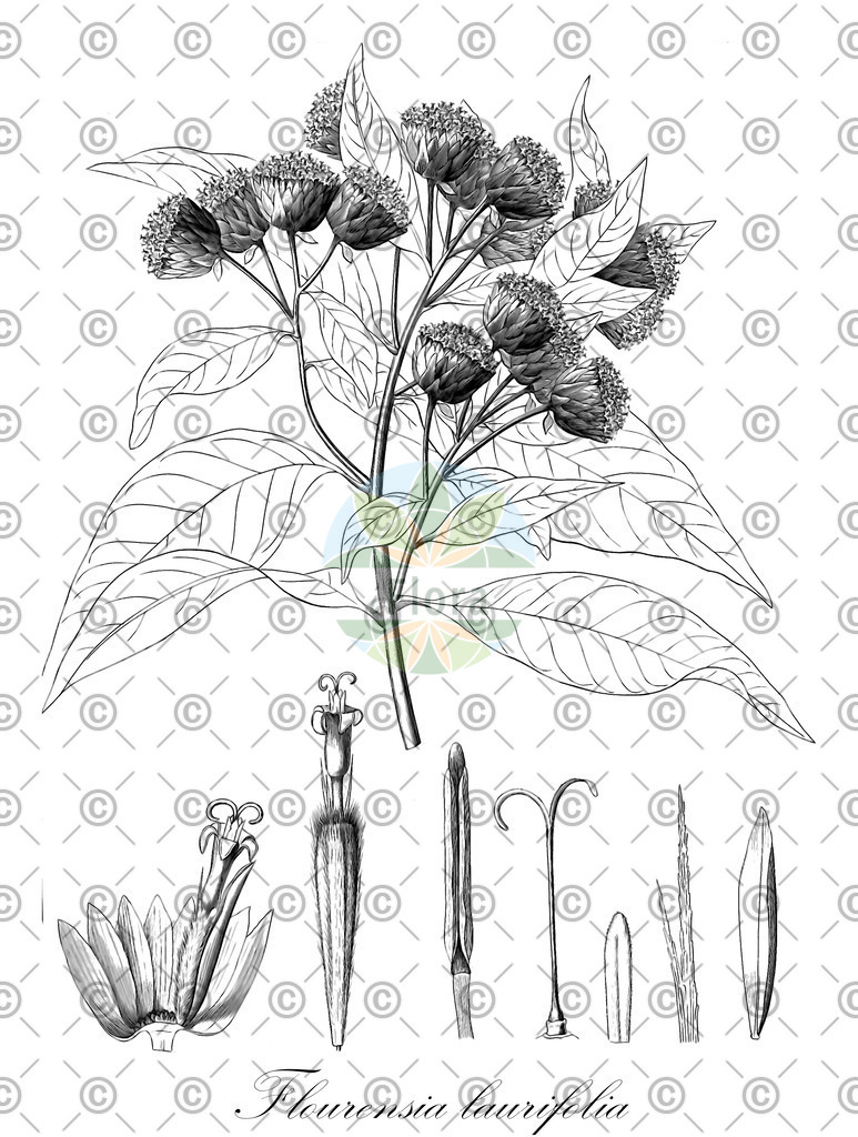 HistAbb_wfo-0000967250_2_ENZY_Simple | Historische Abbildung von Flourensia laurifolia - Asteraceae | Historical Illustration of Flourensia laurifolia - Asteraceae