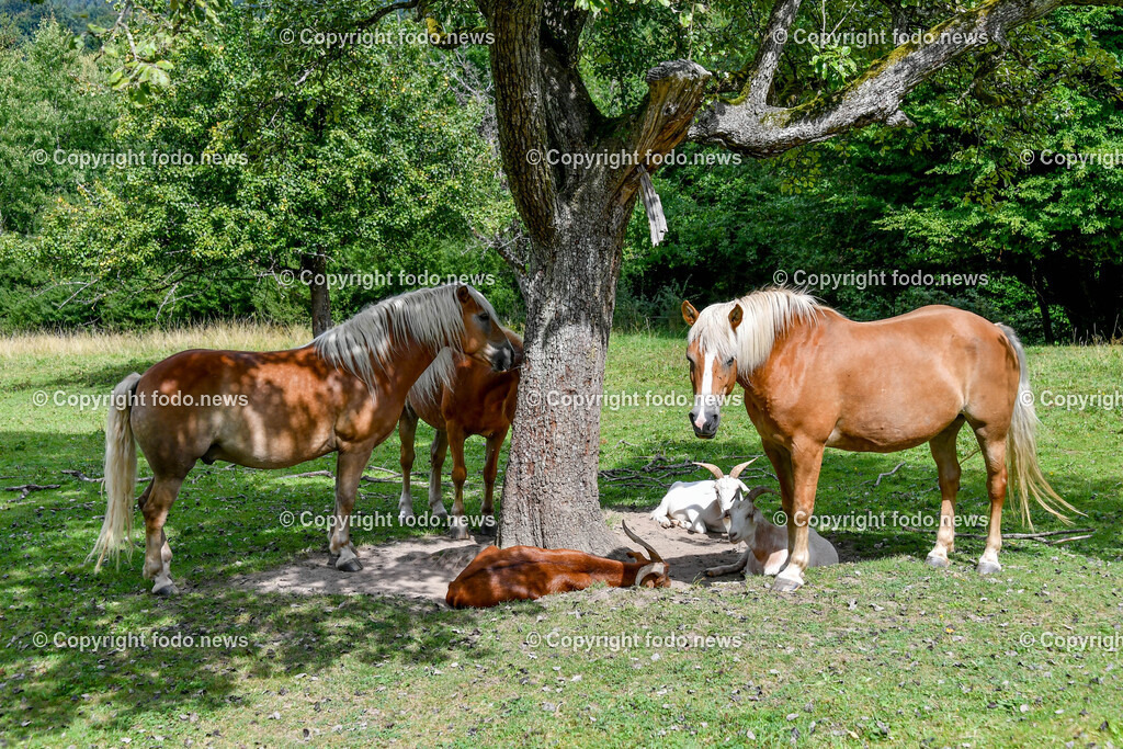 Deutschland_ Baden-Wuerttemberg_ Uhingen_ 27.08.2025-9 | 27.08.2025, Deutschland, GER, Baden-Wuerttemberg, Uhingen im Bild Themenbild, Pferde, Ziegen, Baiereck, Weide, Bauernhof, Landwirtschaft, Nutztiere, laendliche Idylle, Tiere unter Baum, Schattenplatz, Sommer, artgerechte Haltung, Natur, tierfreundlich, ruhige Szene, gruene Wiese, Weide, baeuerliches Leben, Tiergemeinschaft, Stallnaehe, Feature, Symbolbild