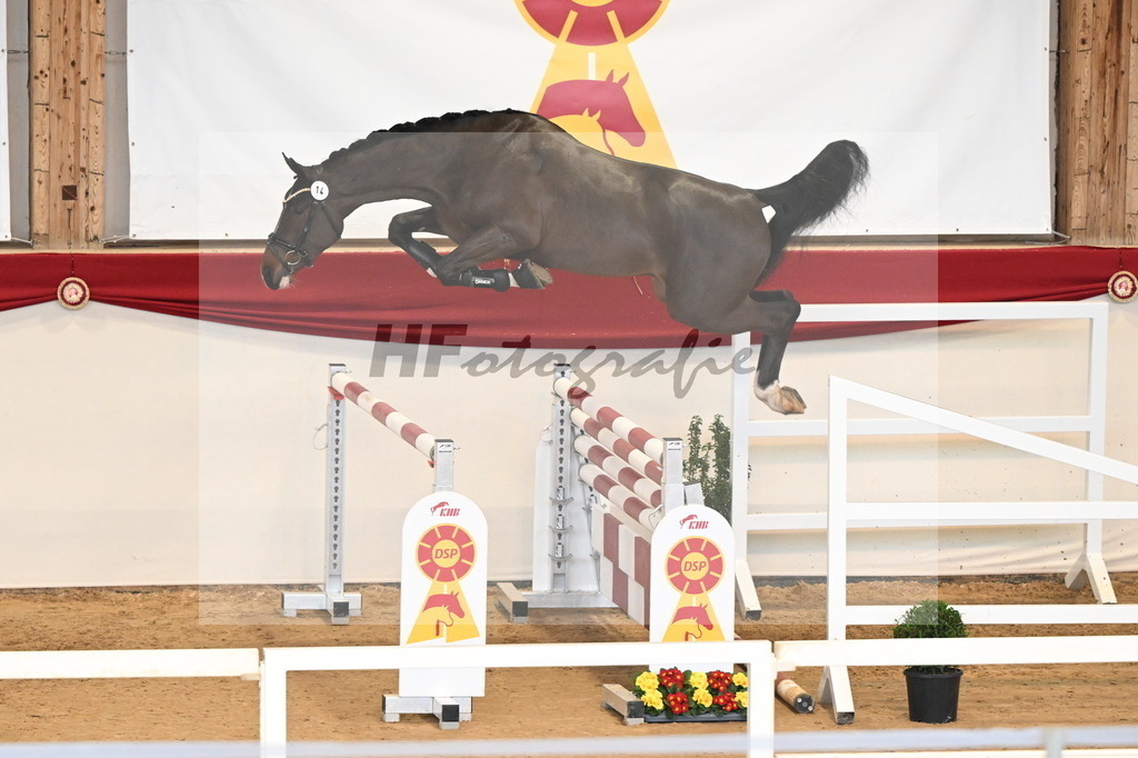 Kat.-Nr. 14 v. Cornet_s Balou (Balou du Reventon Z)_Keitel und Laue_3261551 | hf-fotografie - Realisiert mit Pictrs.com