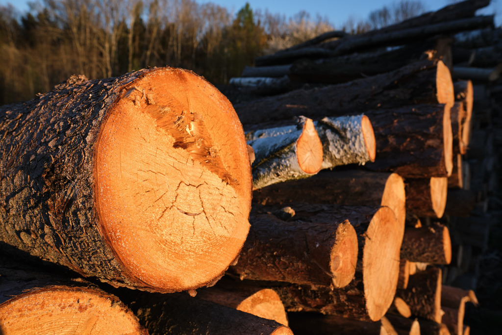 abgesägte Baumstämme auf einem Holzlagerplatz | Burgenland, Austria - April 17, 2022: abgesägte Baumstämme auf einem Holzlagerplatz. - Realisiert mit Pictrs.com