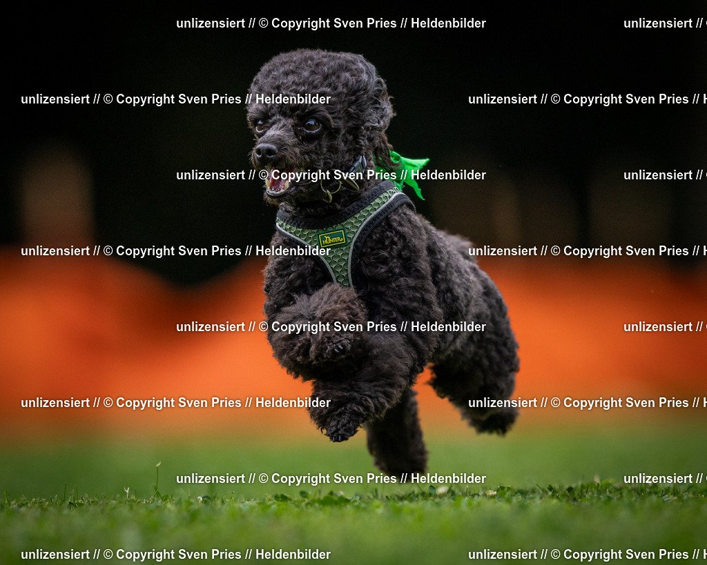 Sven Pries | 19. Allgemeines Hunderennen Karlsruhe Durlach - Realisiert mit Pictrs.com