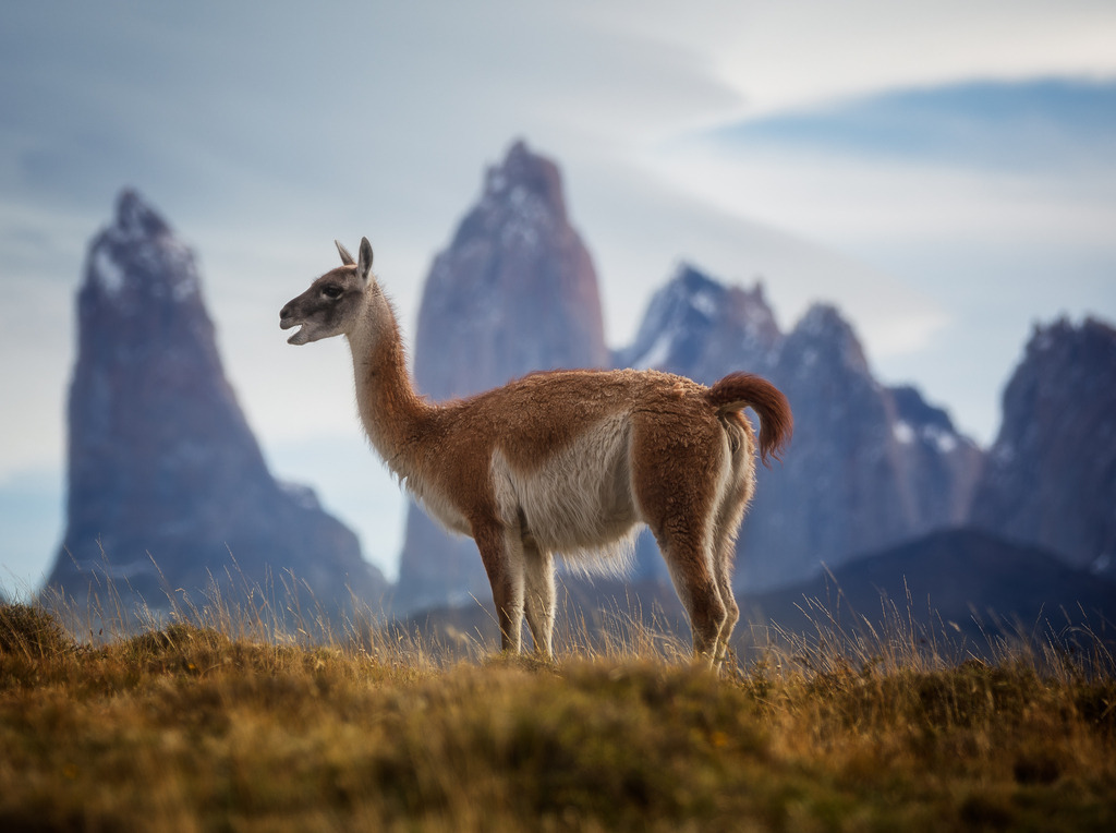 Animals of Patagonia | tobiasneyer - Realisiert mit Pictrs.com