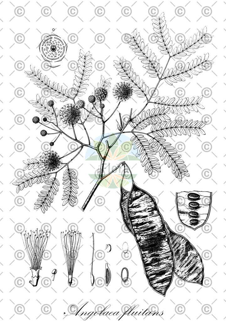 HistAbb_wfo-0000536542_473_ENZY_Simple | Historische Abbildung von Angolaea fluitans - Podostemaceae | Historical Illustration of Angolaea fluitans - Podostemaceae