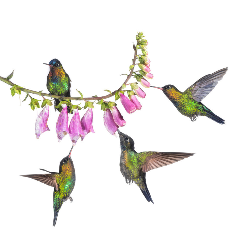 Nektarsuche zu viert | Andre Wandrei - Nature Artworx - Realisiert mit Pictrs.com