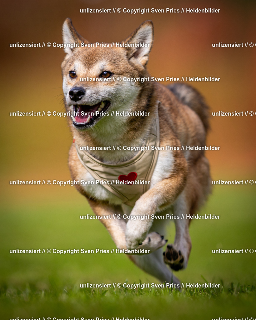 Sven Pries | 2024-09-22 - Hunderennen Baden-BadenPudelverein - Realisiert mit Pictrs.com