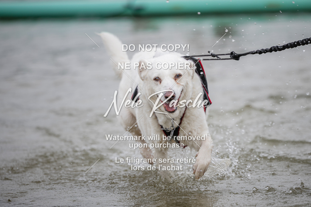 nelerasche_Hulsbeek_Sa1330-1430_98 | nelerasche
