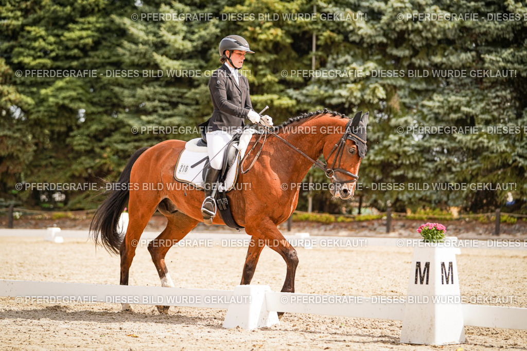 DSC01650 | Pferdegrafie